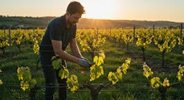 Ausbildung Winzer/in